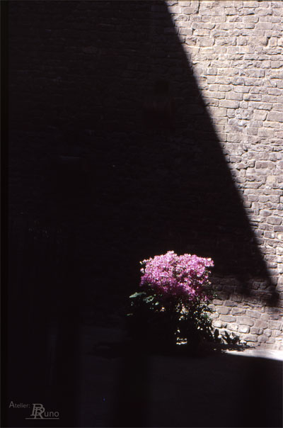 Bild: Orleander vor Casa Dante in Florenz (Fotografie, 1989)