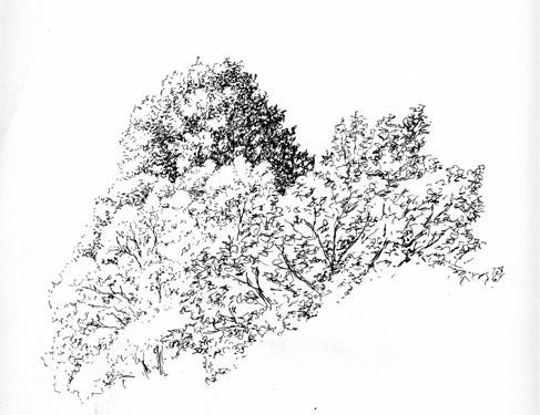 Bild: Baumgruppe in Halden (Tuschezeichnung, 1993)